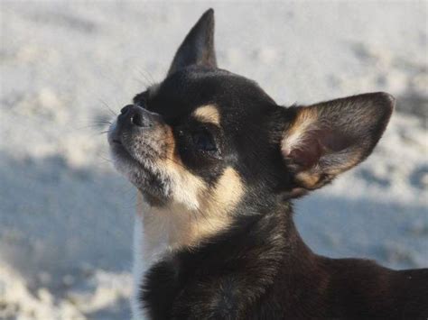 Des Landes Du Bout Du Monde Élevage de Chihuahua à Pont de Buis lès