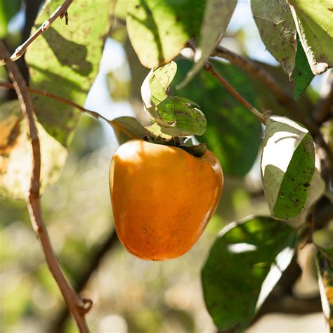 Hachiya Persimmon Tree For Sale Buy Persimmon Trees Perfect Plants