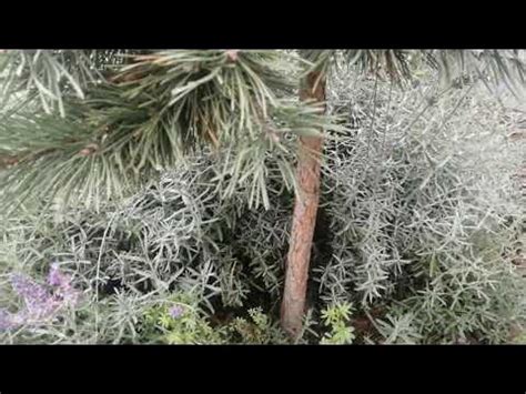 ХВОЙНЫЕ НА ШТАМБЕ - УДЕЛИТЕ ВНИМАНИЕ !!! - YouTube