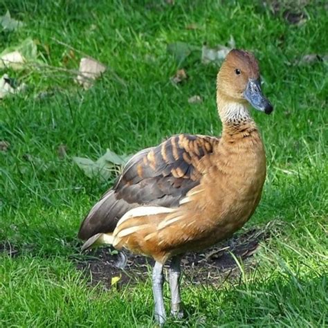 Dendrocygna Bicolor Fulvous Whistling Duck USA Birds