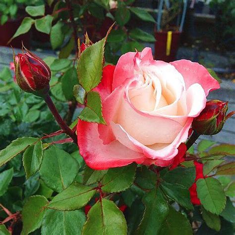 Rosa 'Nostalgie'