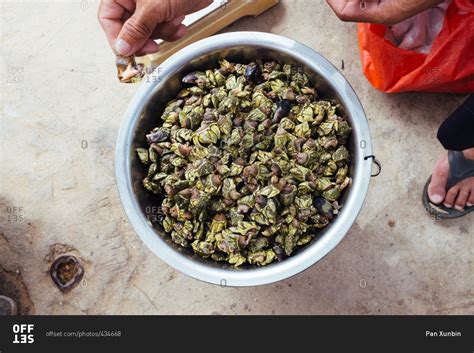 Hand Holding A Japanese Goose Barnacle Over Pan Of Goose Barnacles