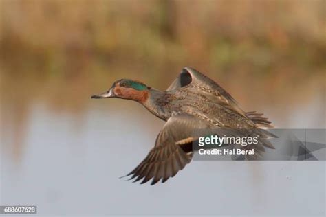 279 Green Winged Teal Flight Stock Photos, High-Res Pictures, and ...