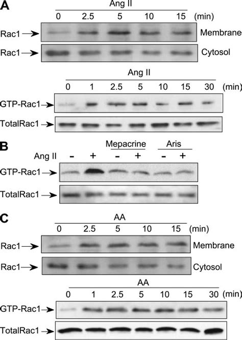 ANG II Activates Rac1 In Mesangial Cells MCs A Top MCs Were