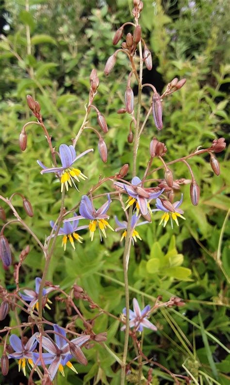 Dianella Amoena In 68mm Super Tube Trigg Plants