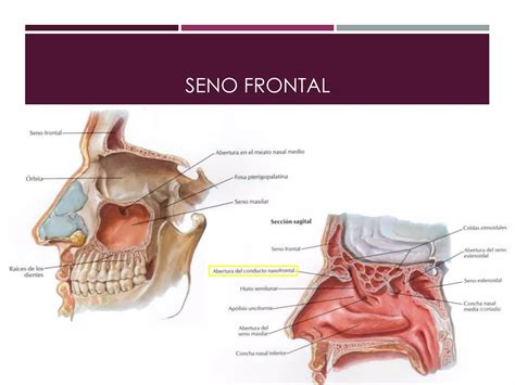 Anatom A De Las Fosas Nasales Y Los Senos Paranasales Ppt