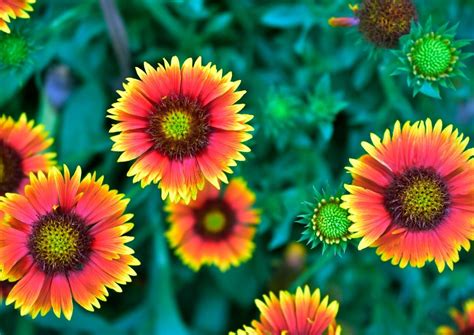 Great Companion Plants For Black Eyed Susans To Plant This Fall Diy