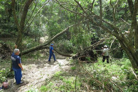 Parque que teve 100 árvores derrubadas pelo temporal reabre neste