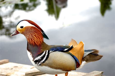 Mandarin Duck Bird Ducks 14 Wallpapers Hd Desktop And Mobile