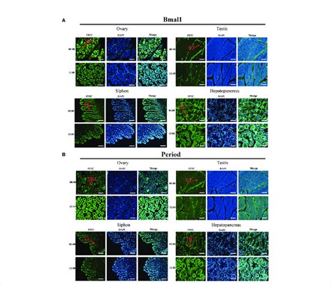 Distribution Of Bmal1 And Period Proteins Used Immunofluorescence Download Scientific Diagram