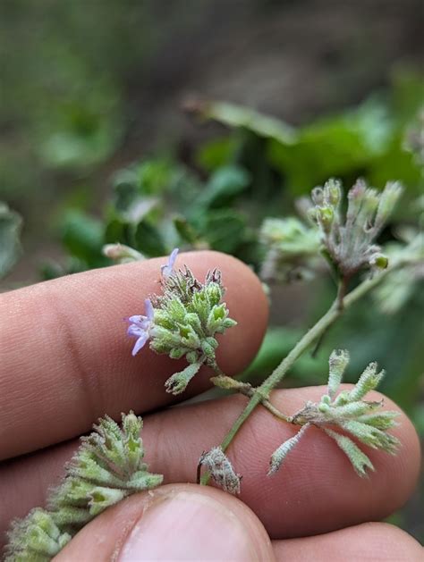 Condea Decipiens From La Paz Mx Bs Mx On November At Am