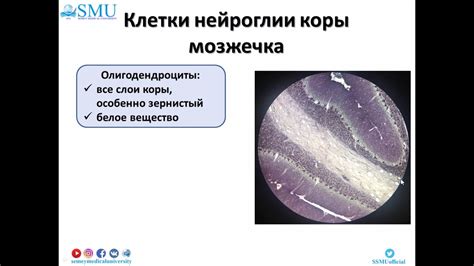 Гистология ЦНС - YouTube