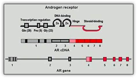 Figure 29 Androgen Receptor Protein Cdna And Gene Endotext