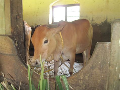 Cattle Breeds of India