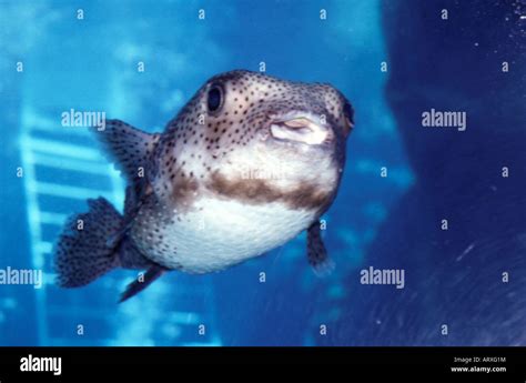 Smiling spotted pufferfish sea life hi-res stock photography and images - Alamy