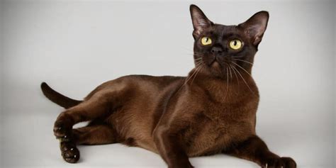 The Burmese Cat A Guide To Their Personality And Care