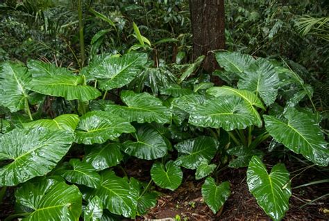 Gu A Para Cuidar La Planta Alocasia