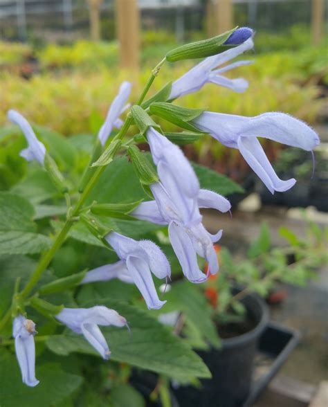 Salvia guaranitica --Argentine Skies Sage-- - Austin Nursery – Lone