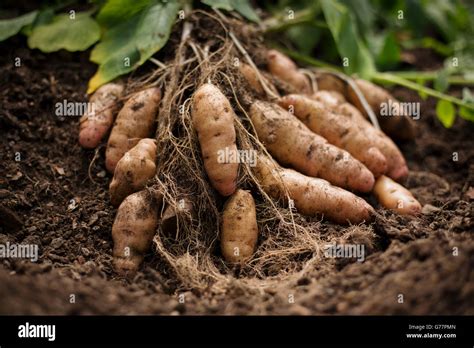 Potato roots hi-res stock photography and images - Alamy