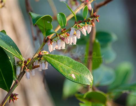 Okefenokee Swamp Plants