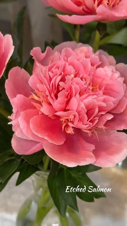 #пион Этчед Салмон Etched Salmon80/16легкий лимонный аромат #flowers # ...