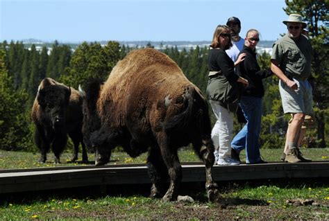 Coronavirus Delays Yellowstone Bison Petting Festival Satire