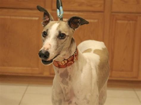 Adoptable Hounds | 4 Greyhound Racers