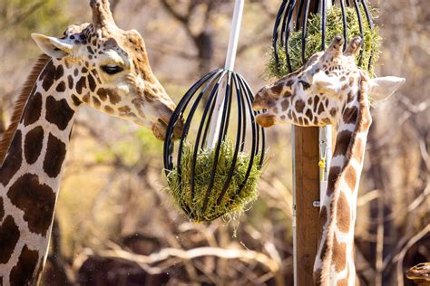 okc zoo animal list 3