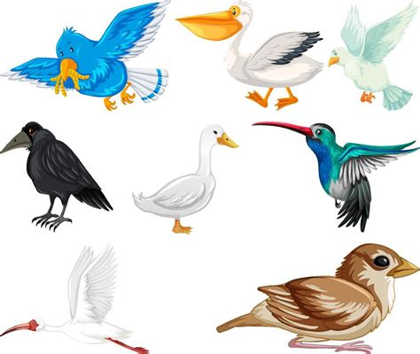 Diferentes Tipos De Colecci N De Aves Vector En Vecteezy