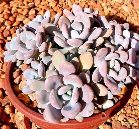 Xgraptoveria Lala Echeveria Laui X Graptopetalum Amethystinum