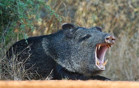 Javelina Teeth