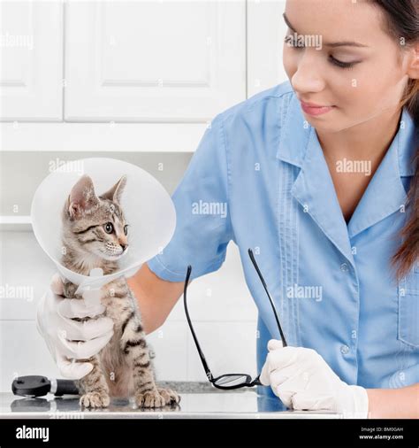 Female Vet Examining A Cat Stock Photo Alamy