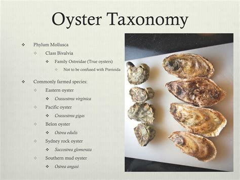 Ppt Oysters Powerpoint Presentation Free Download Id1561491