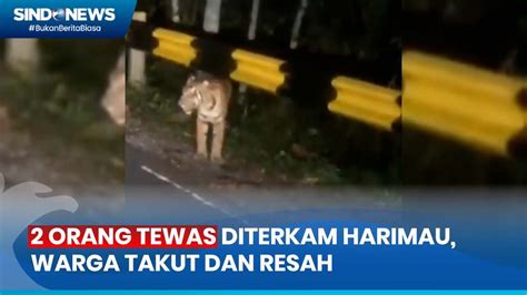 Dua Orang Jadi Korban Keganasan Harimau Warga Lampung Barat Resah Dan