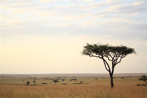 Day Flying Safari Maasai Mara Adept Safaris