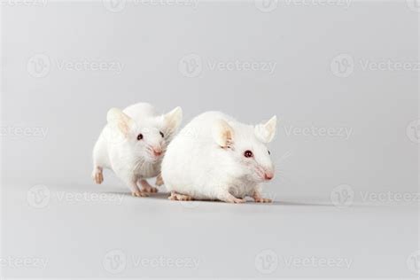 Albino mouse playing 1086230 Stock Photo at Vecteezy