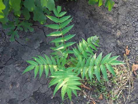 Invasive Neophyten 11 häufigsten Arten du kennen solltest