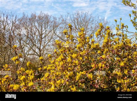 Mahonia Aquifolium Apollo Banque D Image Et Photos Alamy