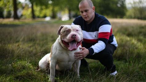 La Jornada Maya Internacional Afp American Bully Xl La Raza De