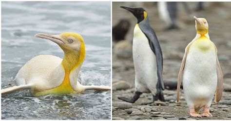 Wildlife photographer captures photos of extremely rare yellow penguin