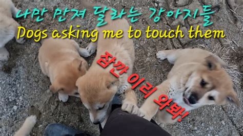 나만 사랑해💕달라고 하는 강아지a Puppy Who Only Wants To Love Me시고르자브종시골강아지 Youtube