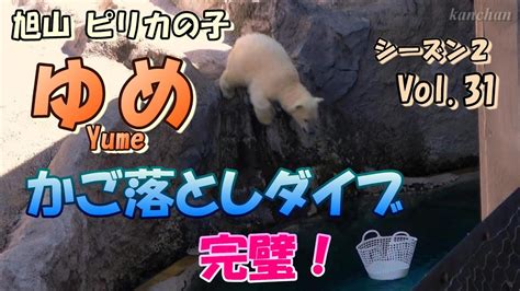 Vol A Polar Bear Cub Yume Year