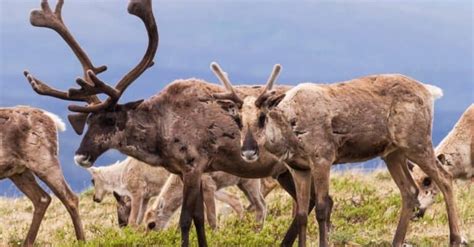 10 Incredible Caribou Facts A Z Animals