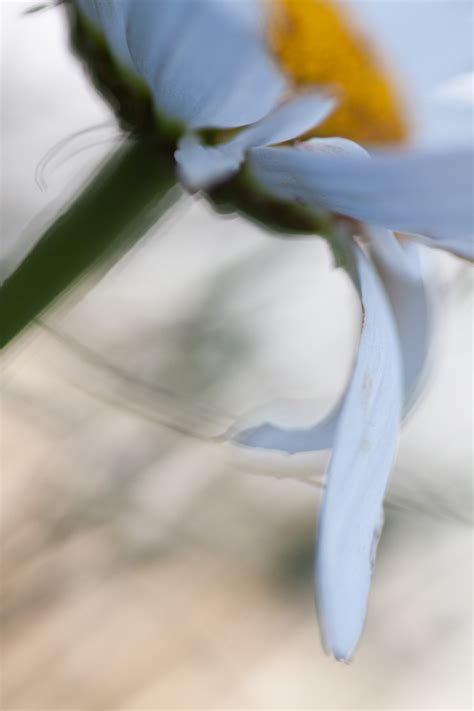 A Beginner’s Guide to Abstract Flower Photography