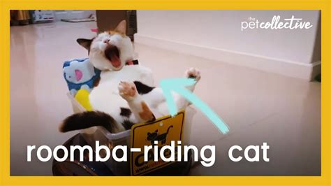 Roomba Riding Cat Youtube