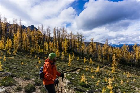 Frosty Mountain Larches Fall Hiking Guide