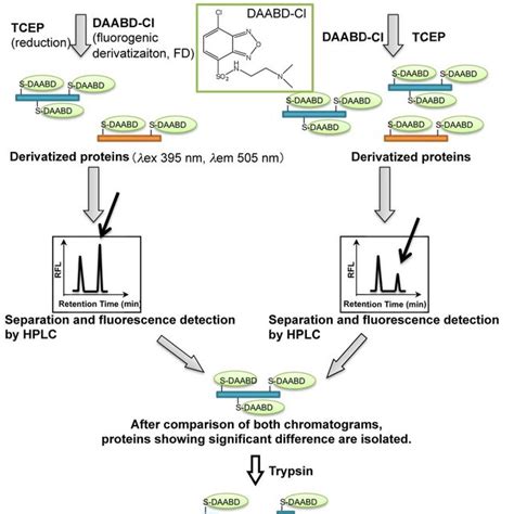 Schematic Illustration Of The Fd Lc Msms Proteomic Method After Download Scientific Diagram