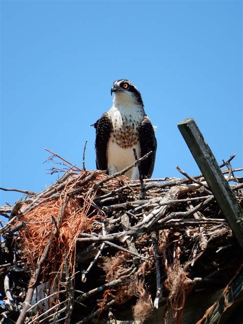 Free photo: Hawk, Nest, Nature, Bird, Wildlife - Free Image on Pixabay ...