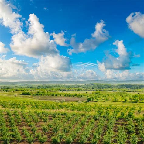 Fruit Garden, Field and Sky. View from Above Stock Image - Image of ...