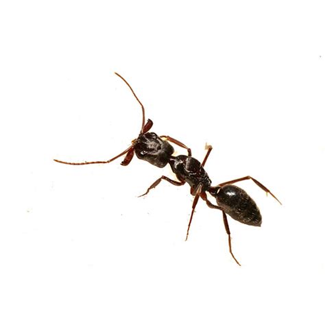 Trap Jaw Ant Active Pest Control Pest Control And Exterminator Services